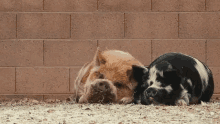 Pig Weed Em And Reap GIF - Pig Weed Em And Reap Relax GIFs