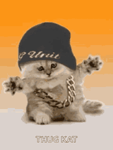 Cats Kittens GIF - Cats Kittens Thug GIFs