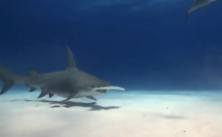Hammerhead Shark GIF.