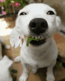 笑う犬 GIF - Laughing Dog GIFs