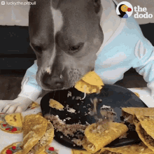Tacos Pitbull GIF - Tacos Pitbull Dog GIFs