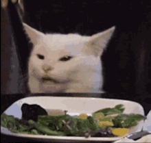Cat Real Housewives Of Beverly Hills GIF - Cat Real Housewives Of Beverly Hills Vegetables GIFs