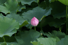 Lotus Flower GIF - Lotus Flower Blossom GIFs