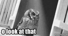 Owls Oh Look At That GIF - Owls Oh Look At That GIFs