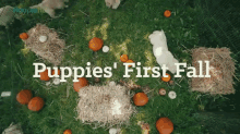Puppies' First Fall GIF - Puppies First Fall GIFs