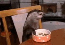 I Made This Special, It Otter Be Good! GIF - Otter Eating Animals GIFs