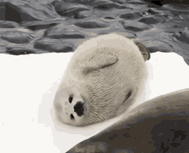 Seal White Seal GIF - Seal White Seal Cute GIFs