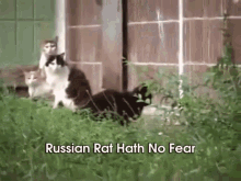 Giant Russian Rat Attacks Cats GIF - Rat Attacks Cats Rat Cats GIFs