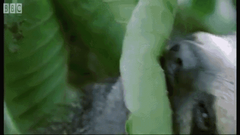 sloth-eating.gif