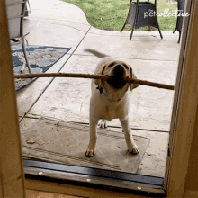 cant get in the pet collective let me in big stick cant get through
