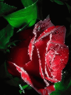 Red%20Rose%20GIF%20-%20Red%20Rose%20Illumination%20-%20Discover%20&amp;%20Share%20GIFs