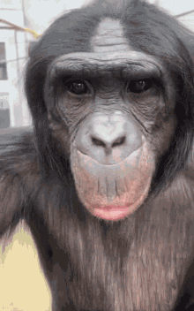 Bonobo Nyota GIF - Bonobo Nyota Chimpanzee GIFs