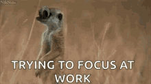 trying to focus at work meerkat googly eyes funny