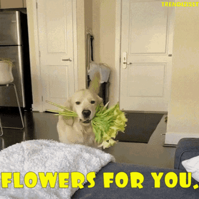 Flowers Cute Dog GIF - Flowers Cute Dog Bouquet GIFs