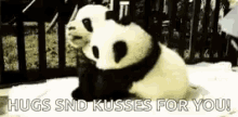 Pandas Hugs And Kisses For You GIF - Pandas Hugs And Kisses For You Snuggle GIFs