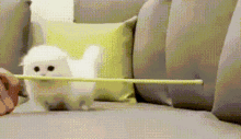 Kitten Limbo GIF - Kitten Limbo Jumping GIFs