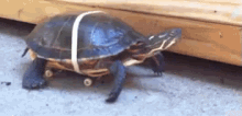 turtle skateboard speed racer skate