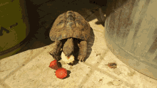 turtle tartaruga turtle eat tartaruga mangia tartoise