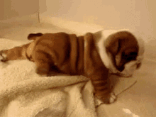 So Cute Puppy GIF - So Cute Puppy Dog GIFs
