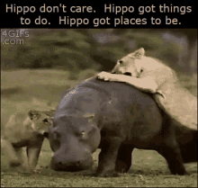 Hippo Dont Care Hippo Got Things To Do GIF - Hippo Dont Care Hippo Got Things To Do Hippo Got Places To Be GIFs