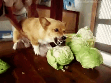 animals dogs corgi rage cabbage