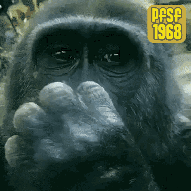Booger Monkey GIF - Booger Monkey Gorilla GIFs