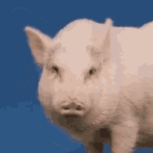 Pig Wink GIF - Pig Wink GIFs