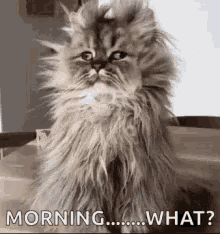 Me In The Morning Morning What GIF - Me In The Morning Morning What Messy Hair GIFs