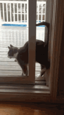 Cat Squeeze GIF - Cat Squeeze Tight GIFs