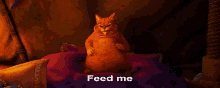 Cats Feed Me GIF - Cats Feed Me If You Dare GIFs