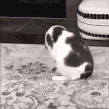 Cat Rolls GIF - Cat Rolls Rolling GIFs