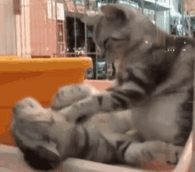 Scratch Massage GIF - Scratch Massage Cats GIFs