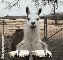 Llama Drums GIF - Llama Drums Music GIFs