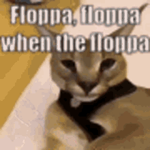 Floppa Flopa GIF - Floppa Flopa Caracal GIFs