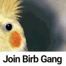 Bird Birb GIF - Bird Birb Birb Gang GIFs