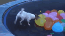 water balloon dog trampoline