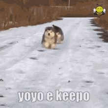 Yoyo Keepo Hvh Dog Cute Run Schizo GIF - Yoyo Keepo Hvh Dog Cute Run Schizo GIFs