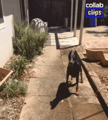 Dog Catching Water Tumble GIF - Dog Catching Water Dog Water GIFs