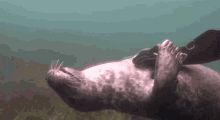 Seal Rub GIF - Seal Rub Bellyrub GIFs