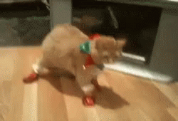 Cat GIF - Cat Awkward - Discover Share GIFs