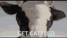 cattle cattled