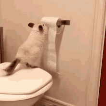 Can Chinchillas Eat Toilet Paper Roll Animal GIF - Can Chinchillas Eat Toilet Paper Roll Animal Silly GIFs