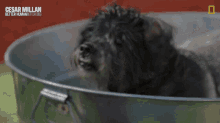 Dog Wiggles Cesar Millan GIF - Dog Wiggles Cesar Millan Cesar Millan Better Human Better Dog GIFs