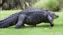 alligator edward