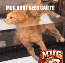Mug Mug Root Beer GIF - Mug Mug Root Beer Mug Root Beer Memes GIFs