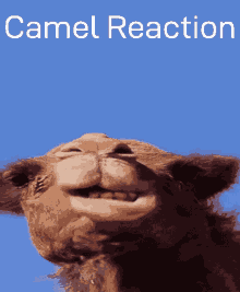 Camel Reaction Shark Reaction GIF - Camel Reaction Camel Shark Reaction GIFs