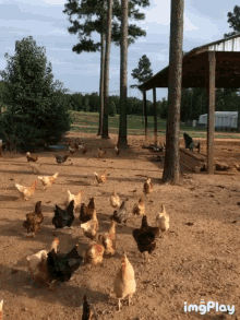 Chickens All GIF - Chickens All Those GIFs