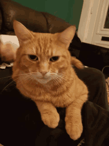 Ginger Cat What Happened GIF - Ginger Cat What Happened Gullible GIFs