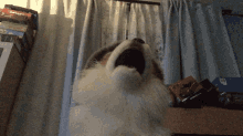 Toy Wolf Getting Punched Slap GIF - Toy Wolf Getting Punched Slap Pushed GIFs
