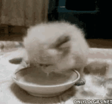 Cat Drinking GIF - Cat Drinking Breakfast GIFs